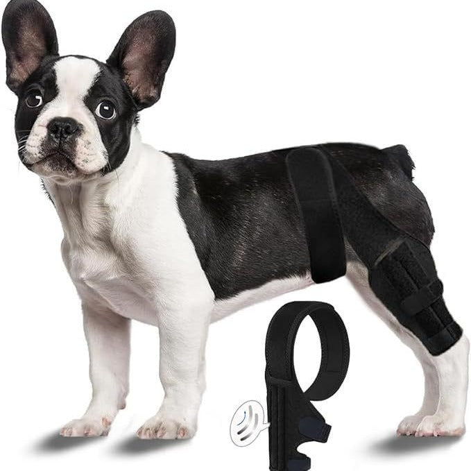 Equipement de protection pour animaux de compagnie: barre de soutien pour chien blessé à la patte, ceinture de ré education